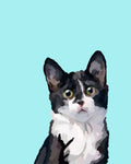 "Tuxedo"