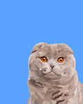 "Scottish Fold"