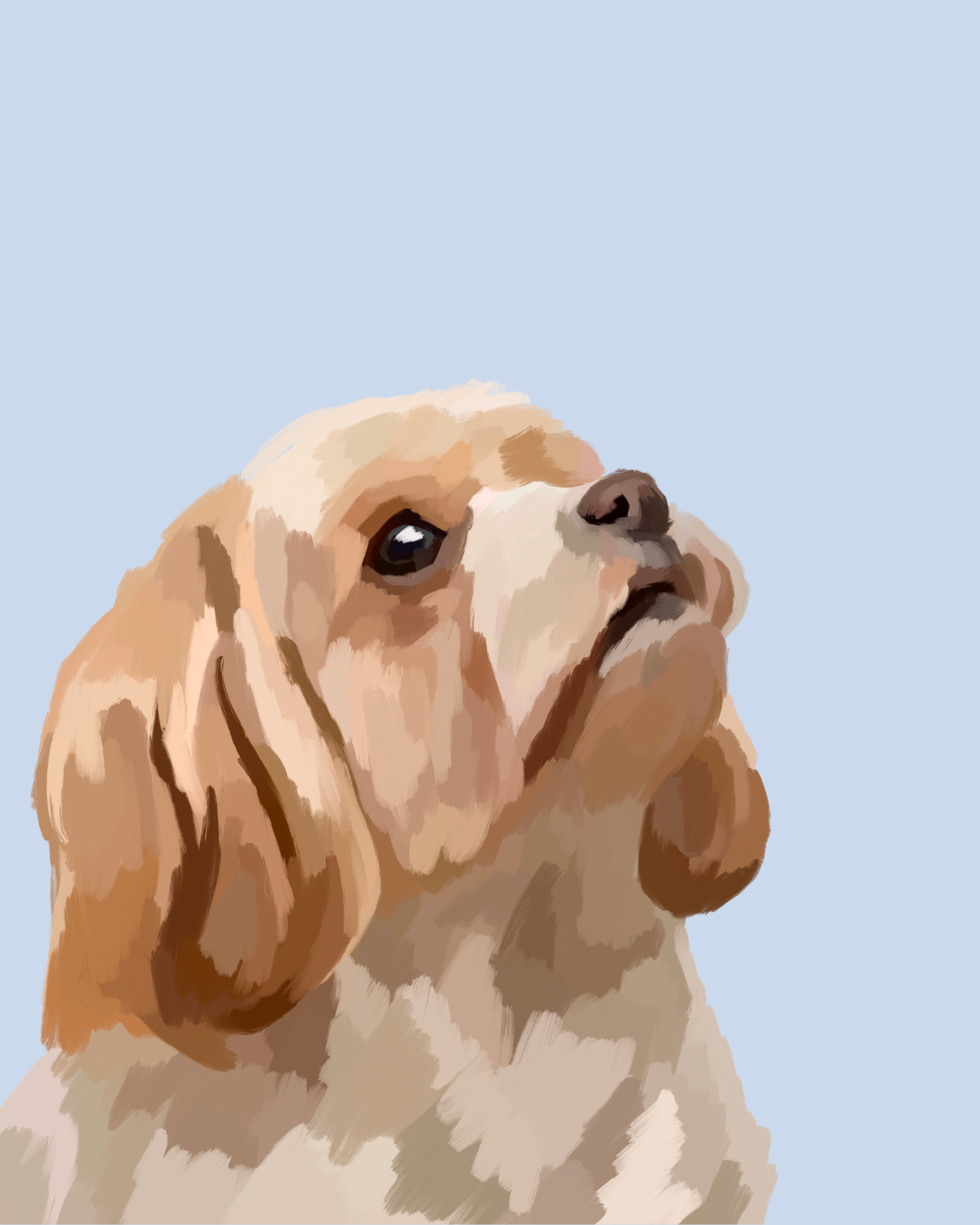 "Shih Tzu"
