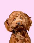 "Cockapoo"