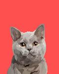 "British Shorthair"