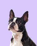 "Boston Terrier"