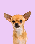 "Chihuahua"
