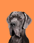 "Great Dane"
