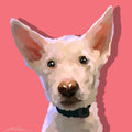 Quick Pet Portrait