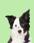 "Border Collie"