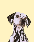 "Dalmatian"