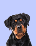 "Rottweiler"